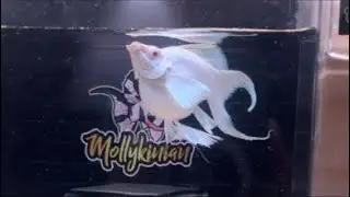 RED HEAD THAILAND MOLLY PLATINUM MATA RUBY