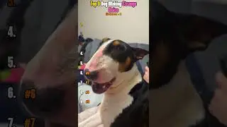 DOGS STRANGE NOISE🐶