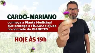 Cardo Mariano: conhe&ccedil;a a Planta Medicinal que protege o F&Iacute;GADO e ajuda no controle da DIABETES