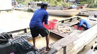 Phong cảnh cá 🐟 giống xuống ghe 