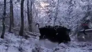 The intrepid hunter of wild boar.