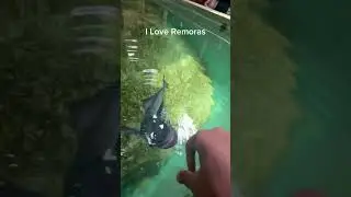 Petting A Remora#fish#fishing#remora#shorts