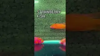 Strawberry Cichlid Care Guide | Tank Setup, Feeding & Behavior
