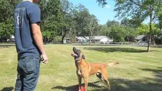 Holy Sit Dog Training doing some tricks at the park.