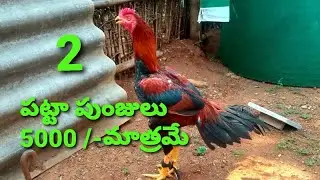 turpu cross roasters |jrrreddy| rooster | Haasil | murgi| Salem || top quality