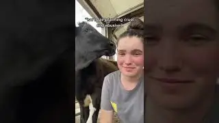 Is Dairy Farming Cruel? #shorts #dairy #farm