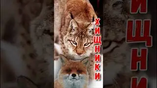 Редкие кадры РЫСЬ И ЛИСА в природе Rare footage of a LYNX and a FOX in the wild #ru_kompass #animals