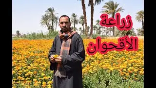 زراعة الأقحوان .. تفاصيل لتحقيق أعلى إنتاجية وزيادة الأرباح