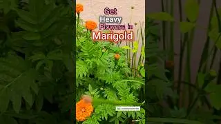 Marigold Plant Benefits & Care Tips 🌼 | How to Get More Blooms in Terrace Garden