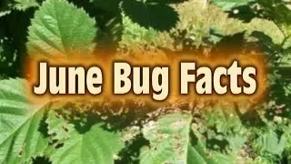 What's Up with all the June Bugs?