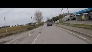 Boosterino Vlog Galline in Strada 05 02 2026