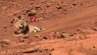 NASA Mars Rover Reveals Ancient Martian Rocks | perseverance Mars sends HD Video footage