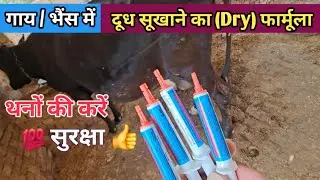 Cepravin Dc Dry cow therapy || How to Dry Cow's Milk Safely Cepravin Dry Cow Tubes Therapy