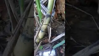 My first ingraft of stringy and East Indian mango