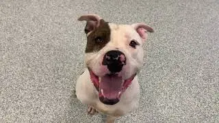 Adopt Mushu!