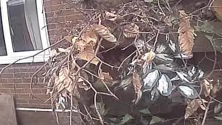 Robins Nest - March 2021