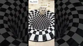 A funny cat thinks there is a deep hole in the floor #shorts