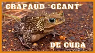 Le crapaud réticulé de Cuba (Peltophryne peltocephala) - Eastern Giant Toad