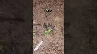 Planting out the Vegtable Garden on the homestead #farm #farming #garden #gardening #homestead