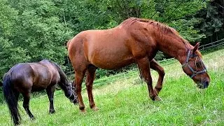 Pferde grasend auf der Weide - Horses grazing in the pasture