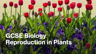 GCSE Biology - Reproduction in Plants