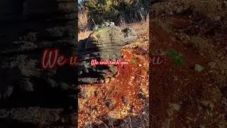Dinosaur Rock You  🤪 #lol #rock