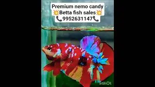 rare nemo candy betta sales💥😍💥🥰#betta#bettafish #shorts #shortsfeed #viral #trending #reels
