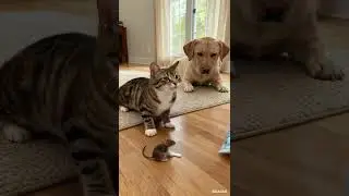 Cat Squeezes Toothpaste?! 🐱😂 Too Funny! #Shorts