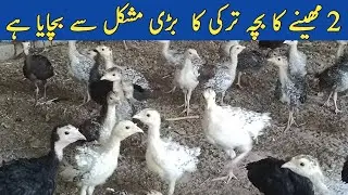 turkey bird kay chicks aya gay | sab say chupa ka rakay tha 2 month ka ho gay | turkey & peacock