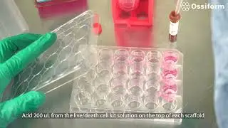 How to use Invitrogen LIVE/DEAD Cell Imaging Kit with P3D Scaffolds