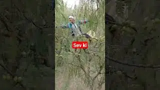 sev ki kheti