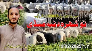 Turkey Dumba Prices | Nowshera Mandi Peshawar New Update 19/02/2025 | Syed ibrar shah Vlogs