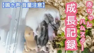 【鳴き声、音量注意】ジャンガリアンハムスターの赤ちゃん７匹の可愛い成長記録〈生後～巣分けまで〉