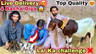 Live Delivery 4 Bacha😍Lal Goat Farm Top Quality Gulabi, Pateri & Kamori Bakriyan Le Aya|Bakra Mandi 