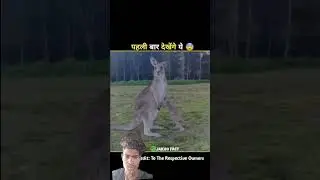 This Is why kangaroo sacrifis His Baby 😱 #shorts #facts Kangaroo #amazing