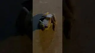 Frog #frog #frogsofinstagram #frogsoftiktok #frogs #foryou #fyp #shortsfeed #shorts #short
