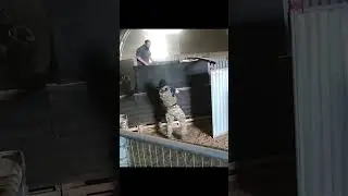 Average Airsoft Day