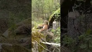 Luchs im Harz