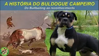 A verdadeira Hist&oacute;ria do Buldogue Campeiro #buldoguecampeiro #bulldog #bullbaiting
