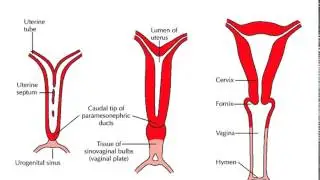 EMBRIOLOGIA DO SISTEMA GENITAL FEMININO