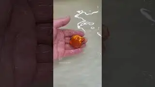 Quality young ryukin goldfish #starfisheries#fancygoldfishfanatics #goldfish #fancygoldfish #pond