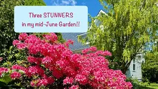 Three STUNNERS in my Zone 5a #Newfoundland mid-June #flowergarden! #Azalea #Laburnum #BluePoppy