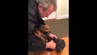New dog jacket FAIL