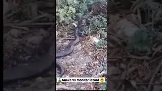 Monocol cobra vs monitor lizard fighting 😡😱🐍🦎 #lizard#snakevideo#snake#fighting#shorts