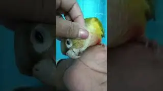 Hand tamed, adorable & healthy Pineapple Conure in Gurgaon (Delhi/Ncr)#beaksandchirps #tamedbirds