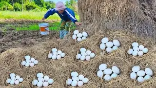 Top amazing - pick a lot of duck eggs on the straw at field by hand a female farmer