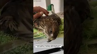 This family raised a big eagle at home