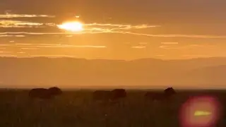 Rongai Rocker Male Lions moving in formation | Masaimara | Today