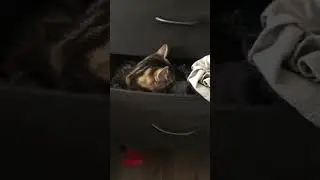 WhIsP iS aT iT AgAiN&rdquo; This Time He&rsquo;s in a Dresser Drawer Sleeping) #cat #funnyanimals 🎶🎶💥💯