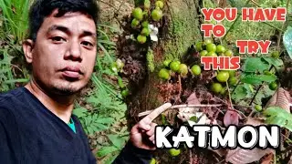 Unbelievable Katmon Fruit Discovery in the Wild Forest!